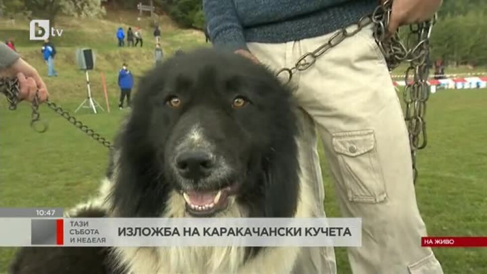 Изложба на каракачански кучета се провежда в Железница  