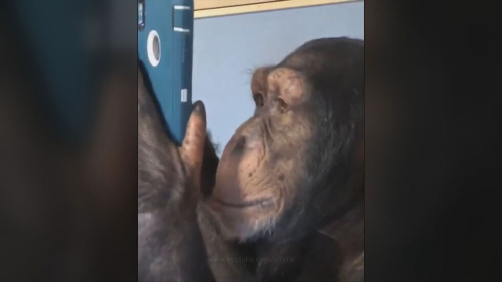 Почти като хората: Шимпанзе разглежда снимки в „Инстаграм”
