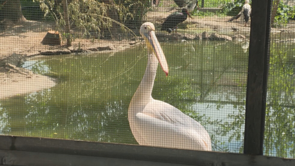Агресия: Провесиха розов пеликан на пътна табела 