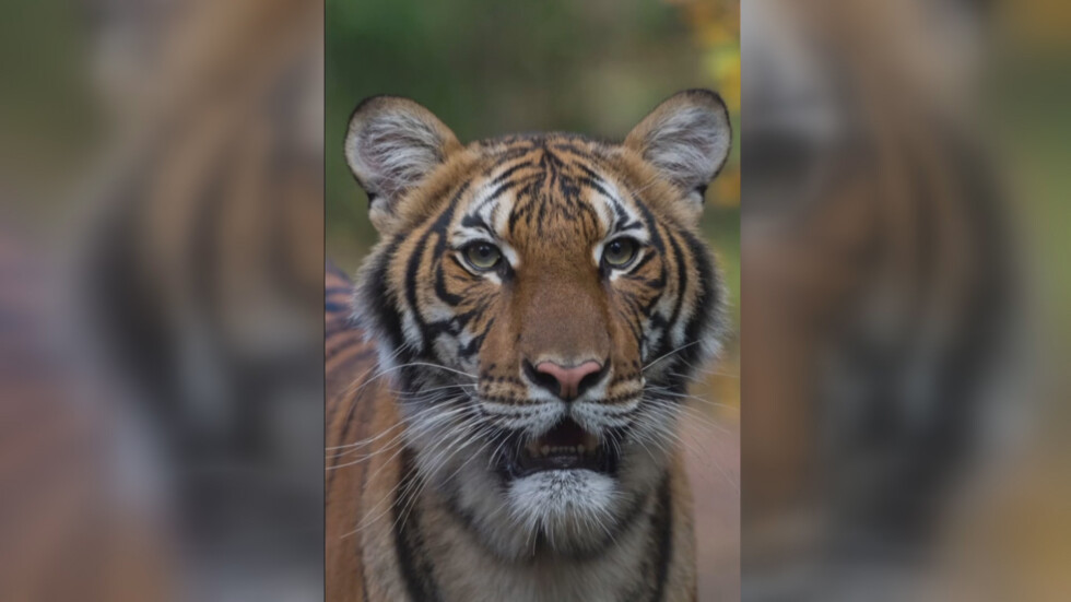 Тигър от зоологическа градина в Бронкс е с положителна проба за COVID-19