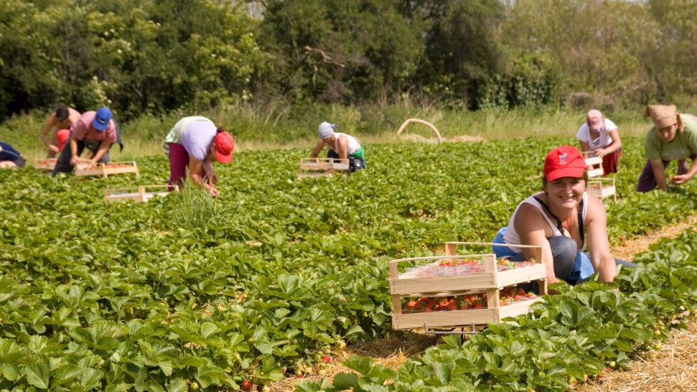 Германия очаква 40 000 сезонни работници за помощ в селското стопанство 