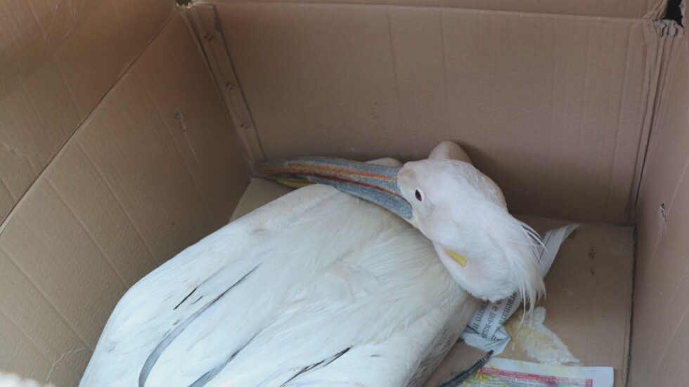 Мъртви пеликани са открити край силистренско село 