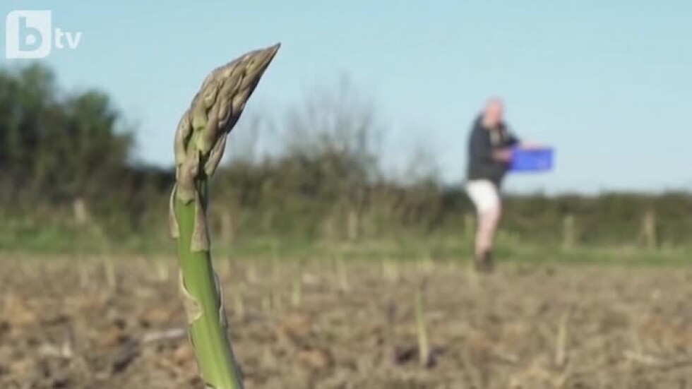 Заради COVID-19: Британците сами събират реколтата си (ВИДЕО)
