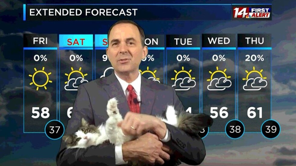 Котка „води“ прогнозата за времето в Съединените щати (ВИДЕО)
