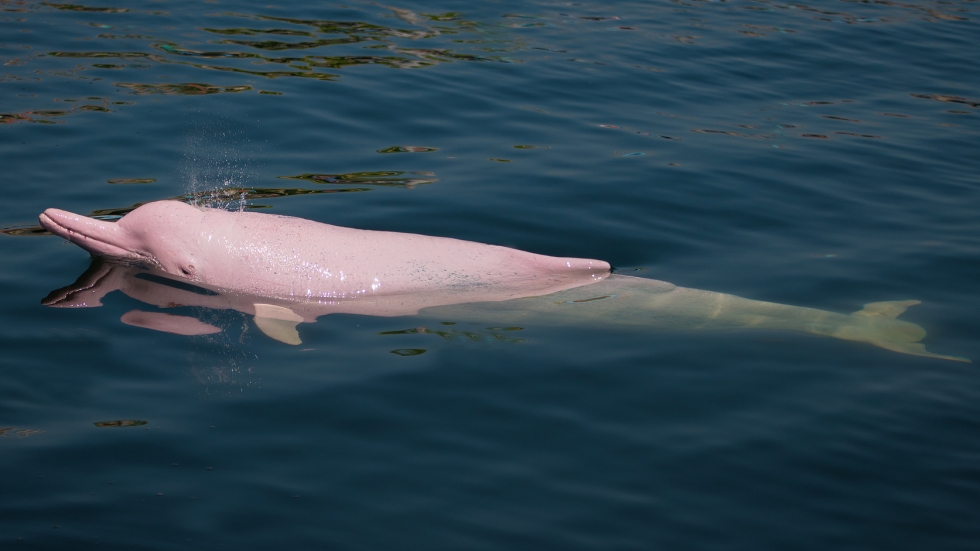 Розови делфини бяха заснети да плуват до рибарски лодки в Тайланд (ВИДЕО)