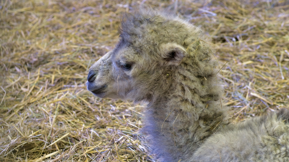 Бебета камили се родиха в Московския зоопарк (ВИДЕО)