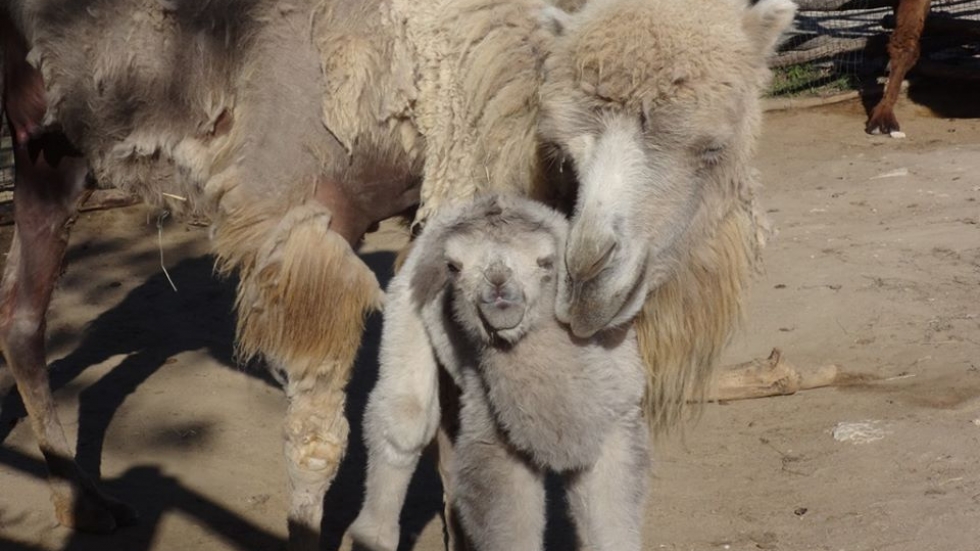 Бяло двугърбо камилче се роди за първи път във Варненския зоопарк (СНИМКИ)