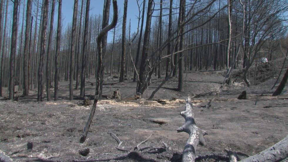 Надежда за новата гора: Ударно залесяват района в Пирин, изпепелен преди 4 години