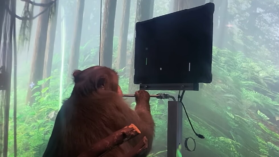 Маймуна играе видеоигра само с мозъка си? (ВИДЕО)
