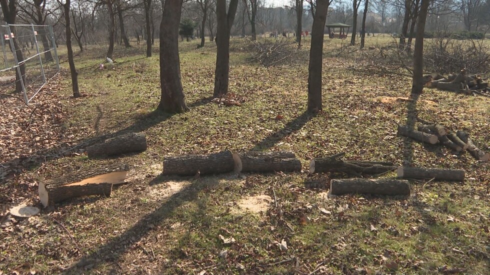 Тревога заради сеч на дървета в парк във Враца