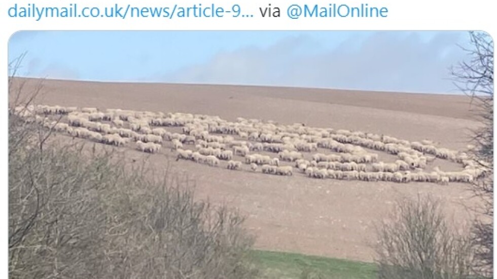 Мистериозни кръгове от… овце: Снимка с необичайното поведение на животните озадачи интернет