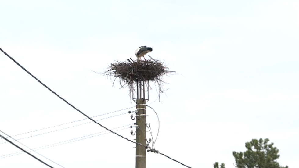 Двойка щъркели с нов дом: Как живеят птиците, след като дървото им беше отсечено?