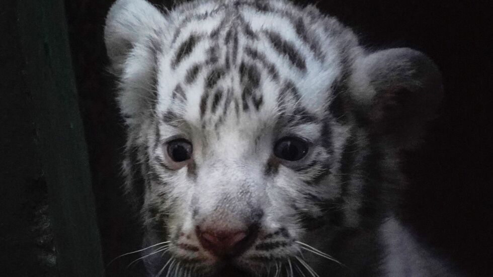 Четири бенгалски тигърчета, едно от които бяло, се родиха в зоопарк в Хавана