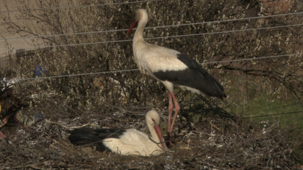 Трагедия в щъркеловото семейство в Ярлово: Мъжката птица е намерена мъртва