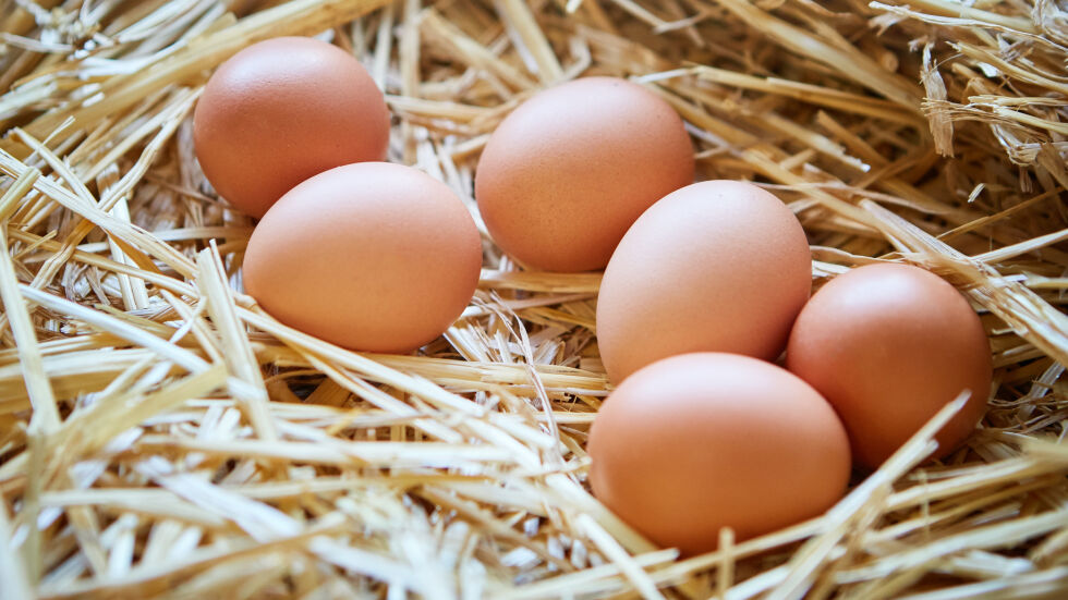 Как да избираме хуманно яйца за Великденската трапеза (СНИМКИ + ВИДЕО)