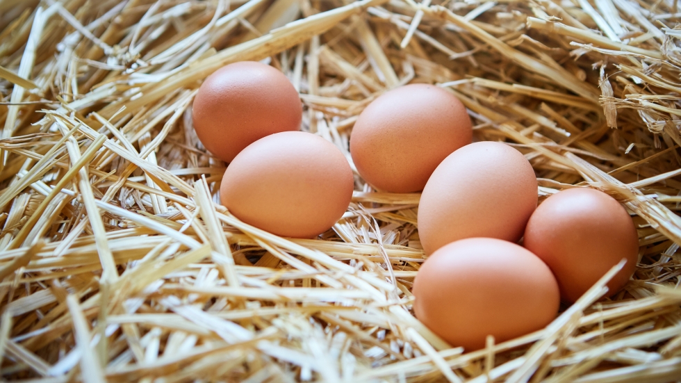 Как да направим по-хуманен избор при покупката на яйца