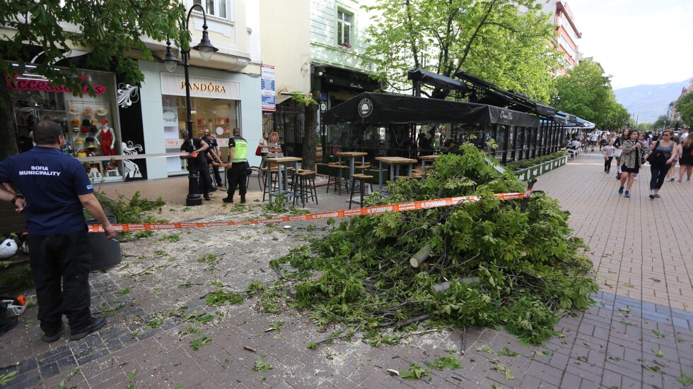 Дърво падна върху маси на заведение на софийския бул. „Витоша“