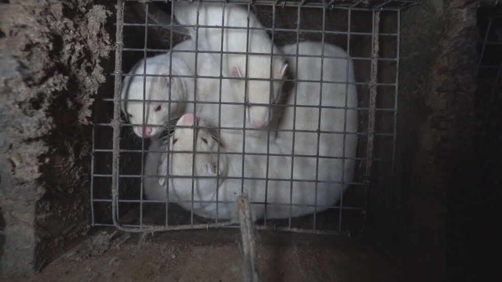 Ферма за норки отвътре: Кадри показват мизерията, в която се отглеждат животните