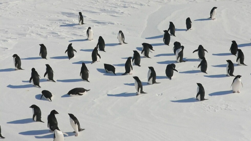 Как се забавляват пингвините от вида Адели (ВИДЕО)