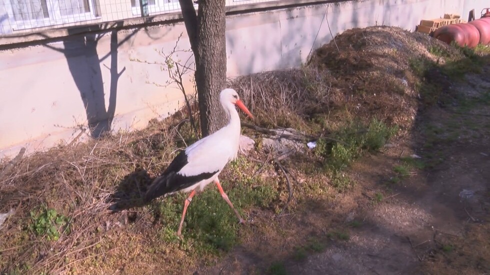 За щъркелите и хората: Питомна птица в Стара Загора е настанена в спасителен център
