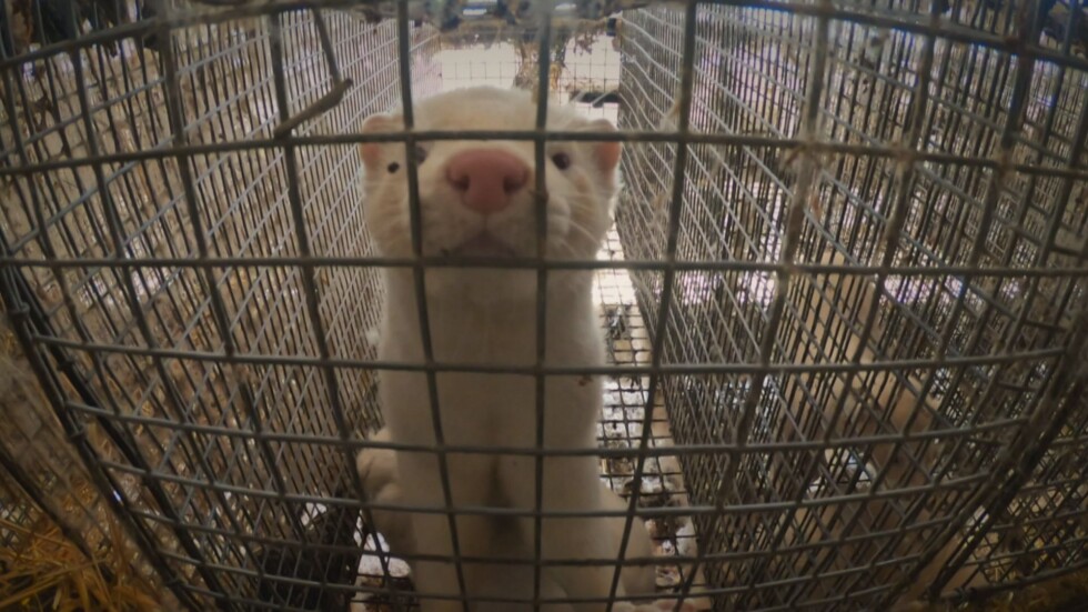 Край на мъчението над животни: Заповед забранява фермите за норки
