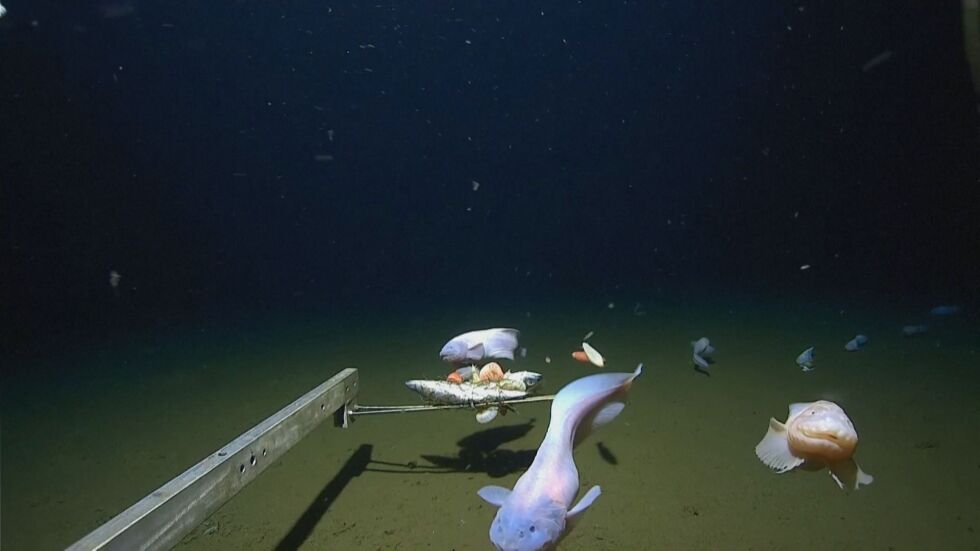 Световен рекорд: Вижте най-дълбоко заснетата с камера риба (ВИДЕО)