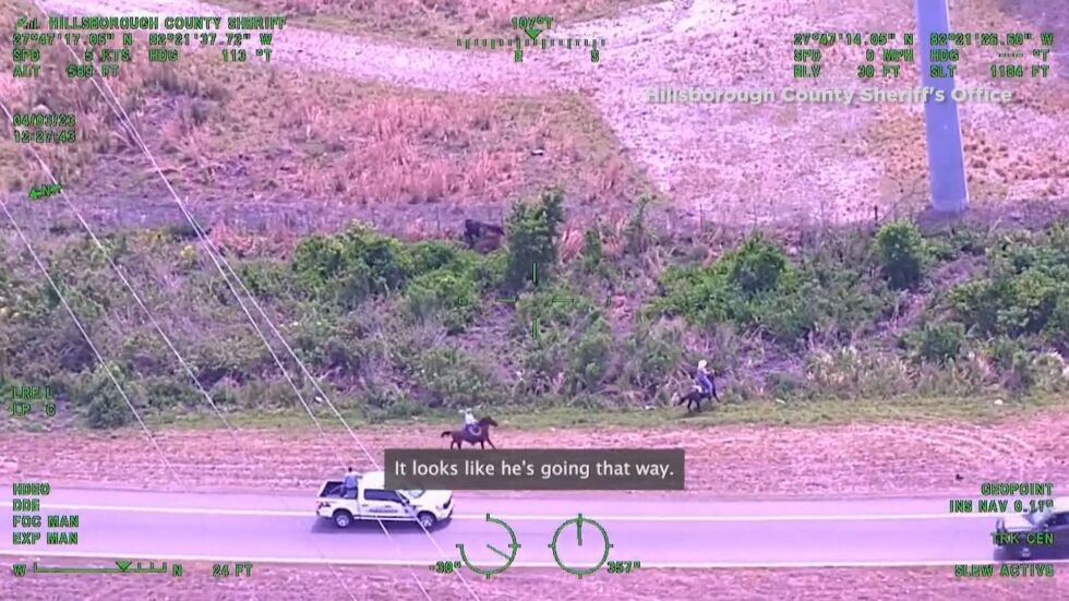 Полицаи смениха колите с коне заради буйна крава на магистрала (ВИДЕО)