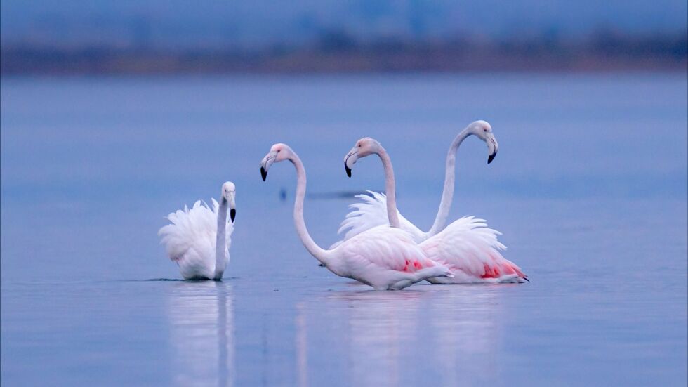 Розовото фламинго избяга от Поморийското езеро