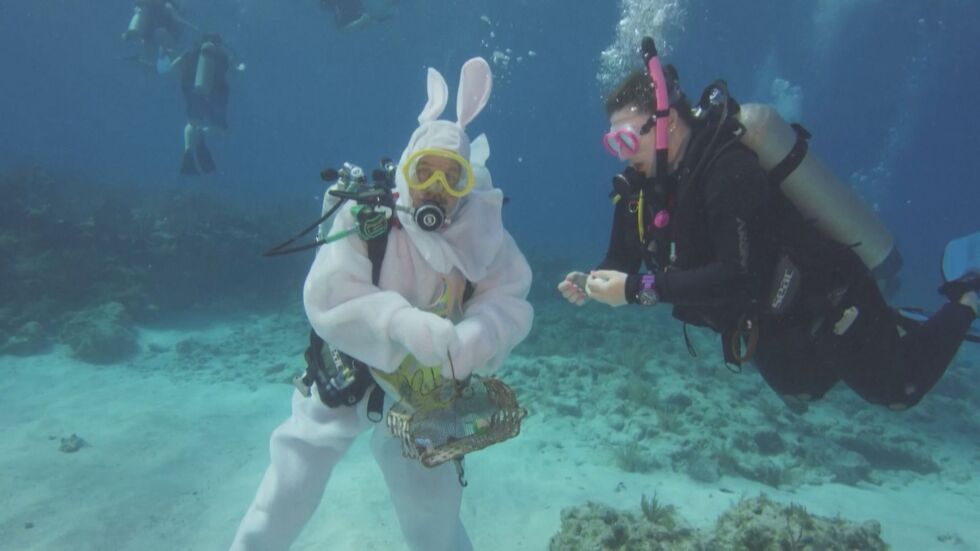 Забавен лов на великденски яйца: Подводен заек ги скри за водолазите край Флорида