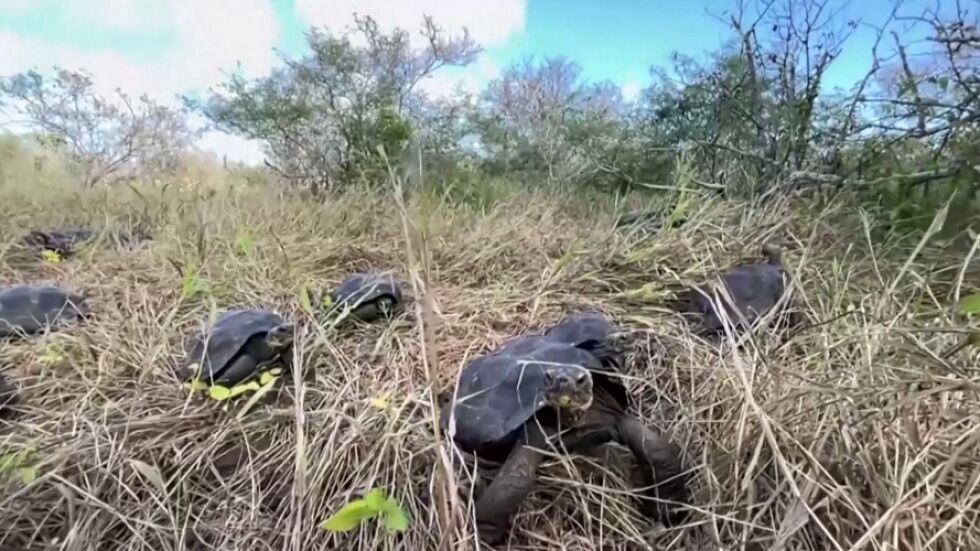 90 костенурки са пуснати в дивата природа на остров Галапагос (ВИДЕО)
