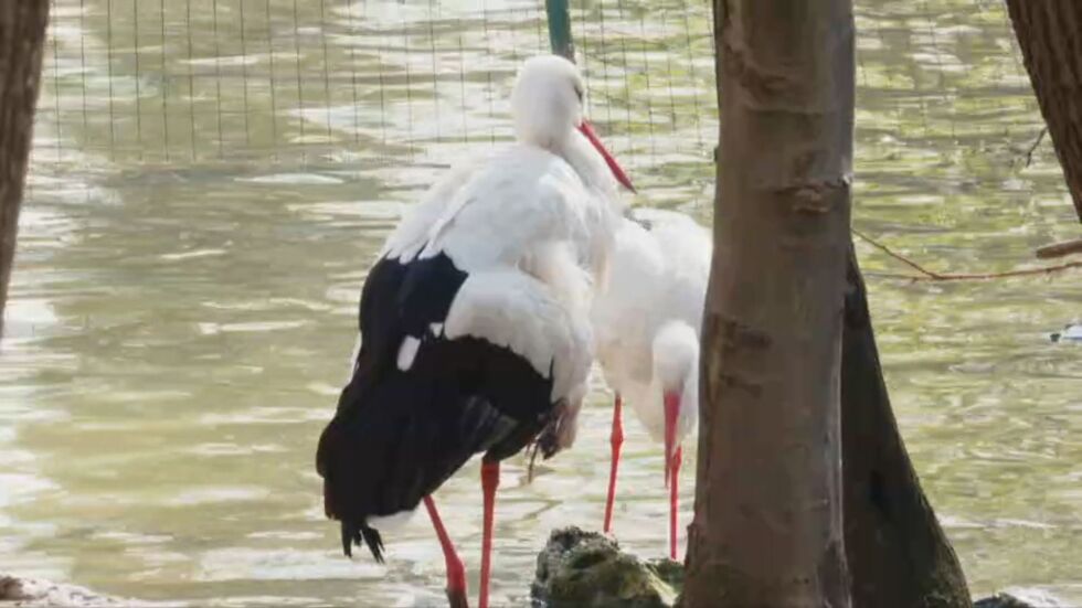 Необичайна ситуация: Щъркели, които не могат да летят, създадоха семейство в зоопарк