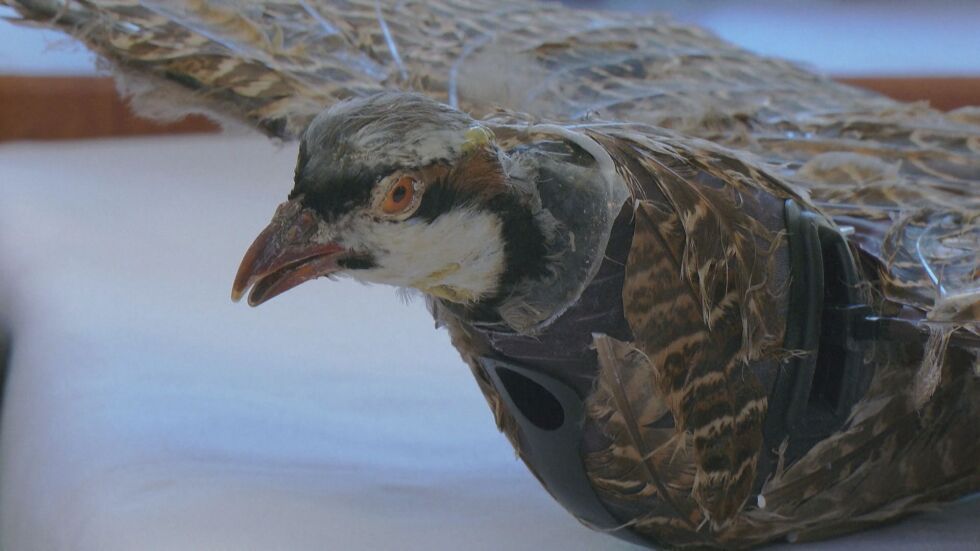 Как може да се вдъхне нов живот на умряла птица? (ВИДЕО) 