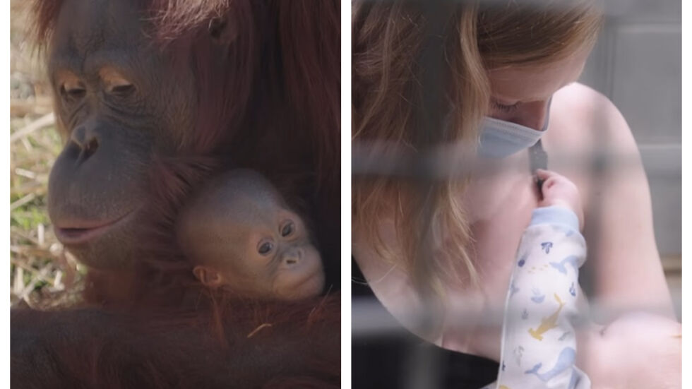 Майките са сила! Жена научи орангутан да кърми и спаси бебето му