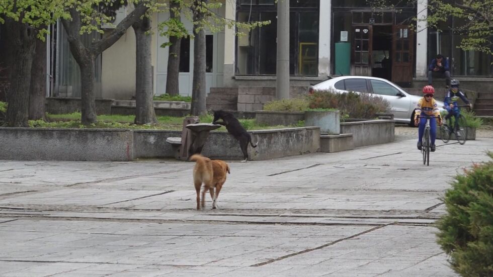 „Няма как спокойно да разходиш детето“: Нападения от глутници кучета в Каблешково