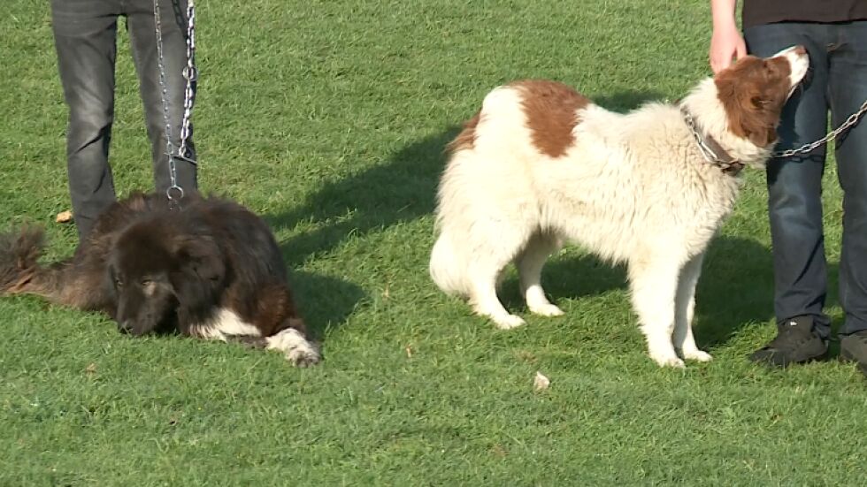 Изложба на каракачанските кучета се провежда в Железница