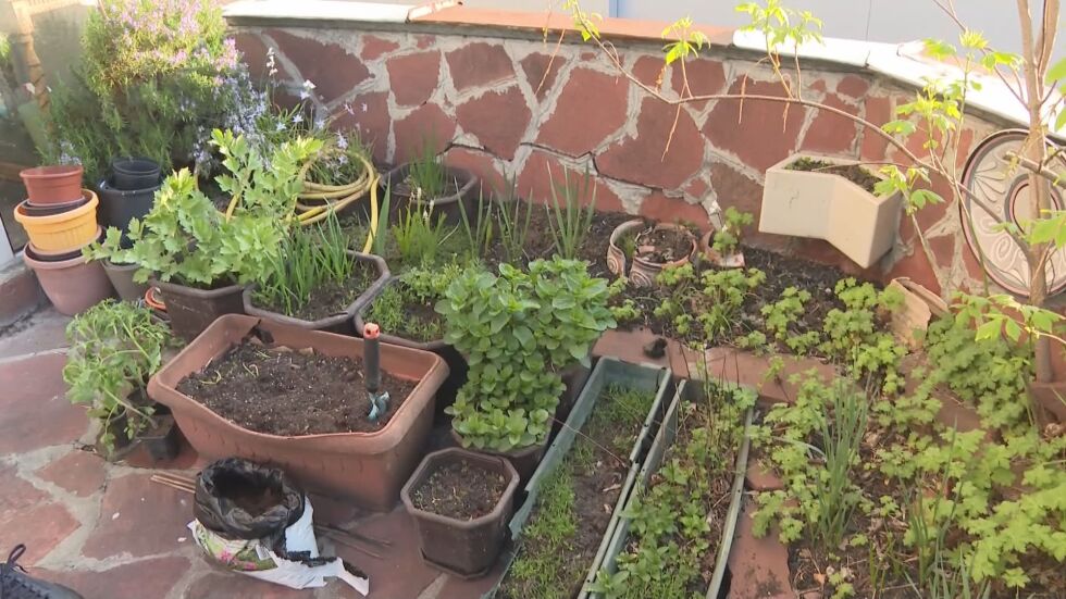 Градина на покрива на блок: Да отгледаш зеленчуци, подправки и цветя в градска среда