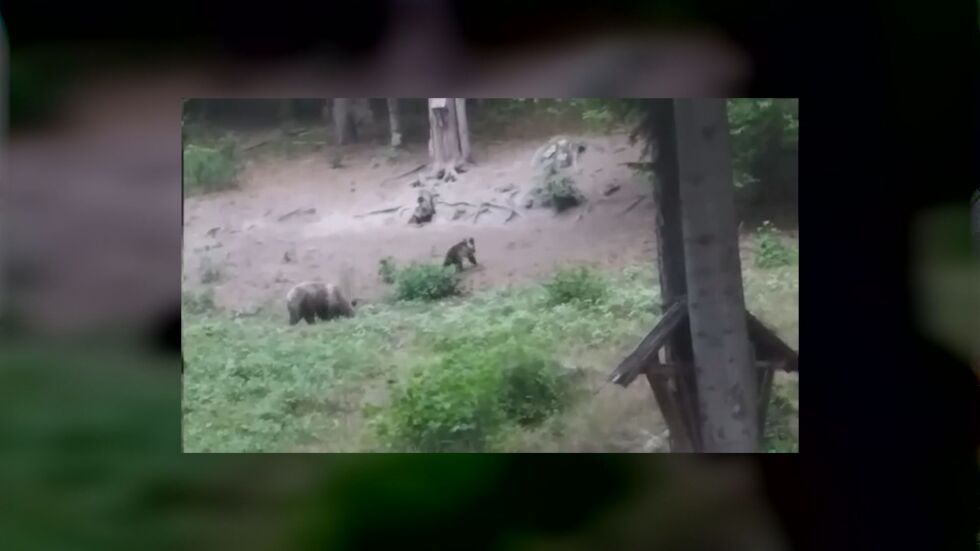 „При нас мечките не спят зимен сън“: Серия нападения в Смолянско