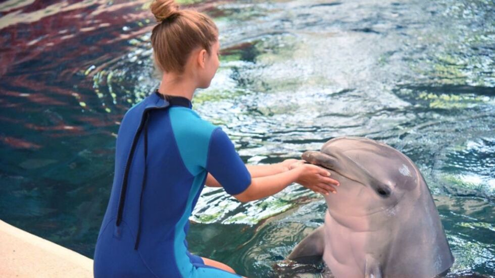 Делфинариумът във Варна връща плуването с делфини