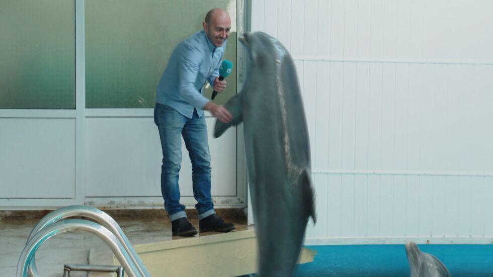 „Обичат да се запознават с нови хора“: Да плуваш с делфините във Варна