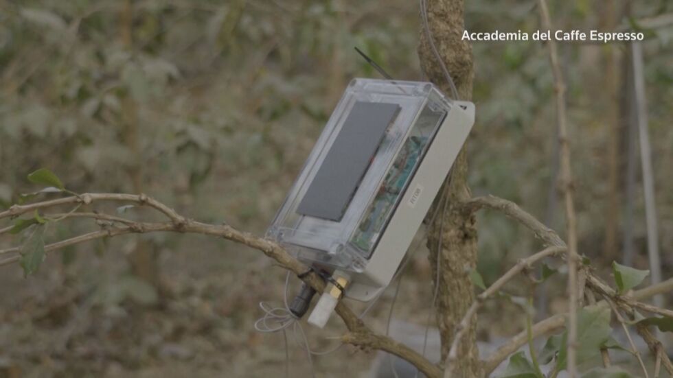  Срещу промените на климата: „ Окабеляват “ кафеени растения 