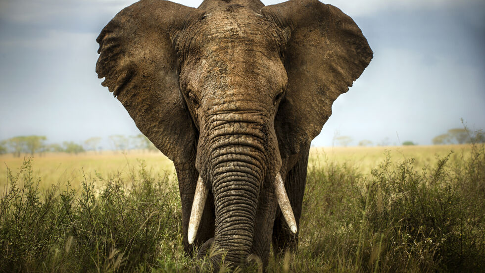  Слон умъртви туристка по време на сафари (ВИДЕО) 