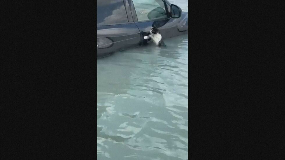  Полицията в Дубай избави котка от удавяне (ВИДЕО) 