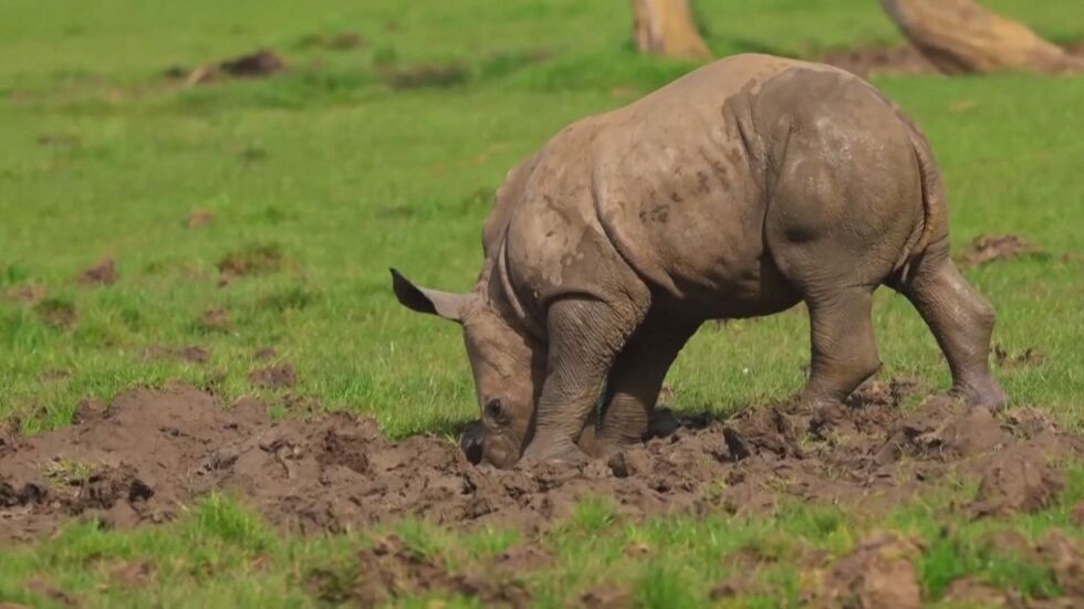 100-килограмово бебе: Новородено носорогче радва посетителите в зоопарка в Лондон