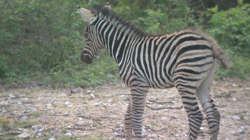 Бебе зебра в Столичния зоопарк (ВИДЕО)
