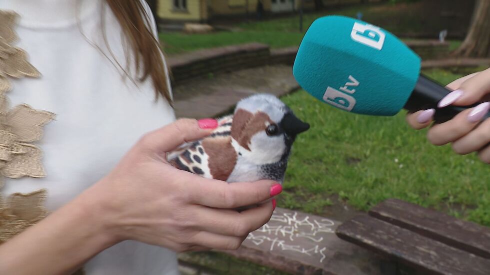  Преброяване на врабчетата: Как можем да се включим? 