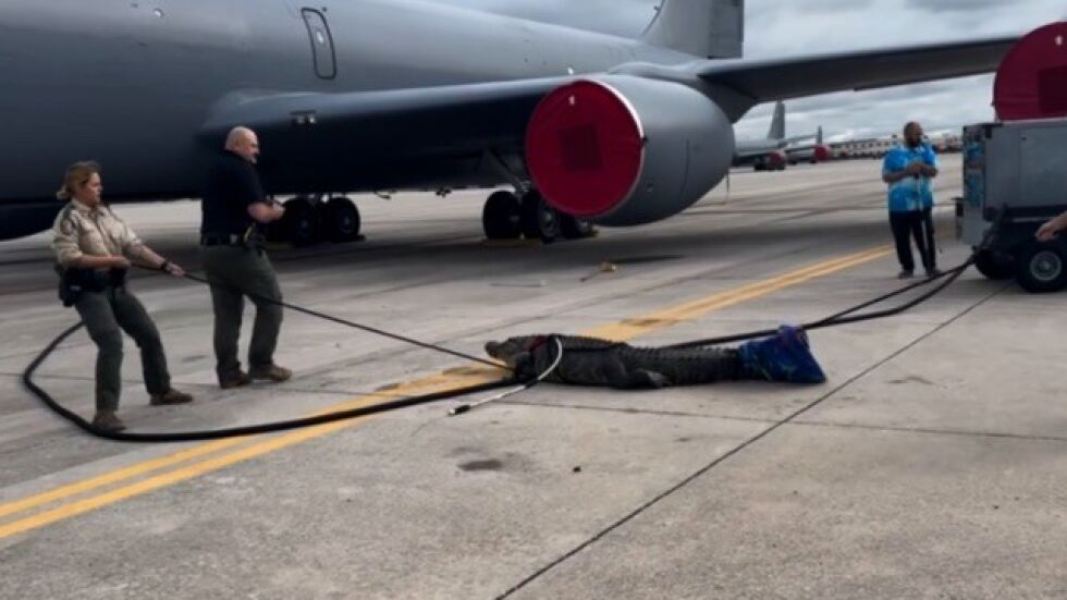 Изненада: Алигатор в шасито на военен самолет във Флорида (ВИДЕО И СНИМКИ)