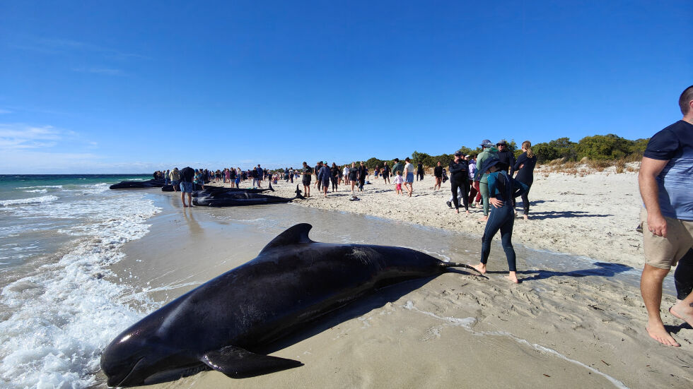 Заседнали китове препълниха плаж (ВИДЕО)