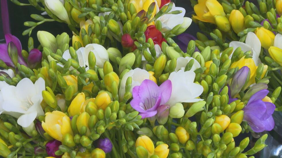  Лазаровден и Цветница: Какви ще са цените на цветята по празниците? 