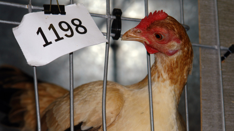 БАБХ откри огнище на птичи грип в Плевенско