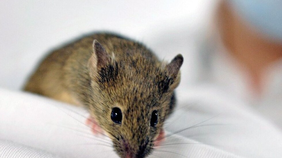 Мишки мутанти връщат "черната смърт" в Европа? 